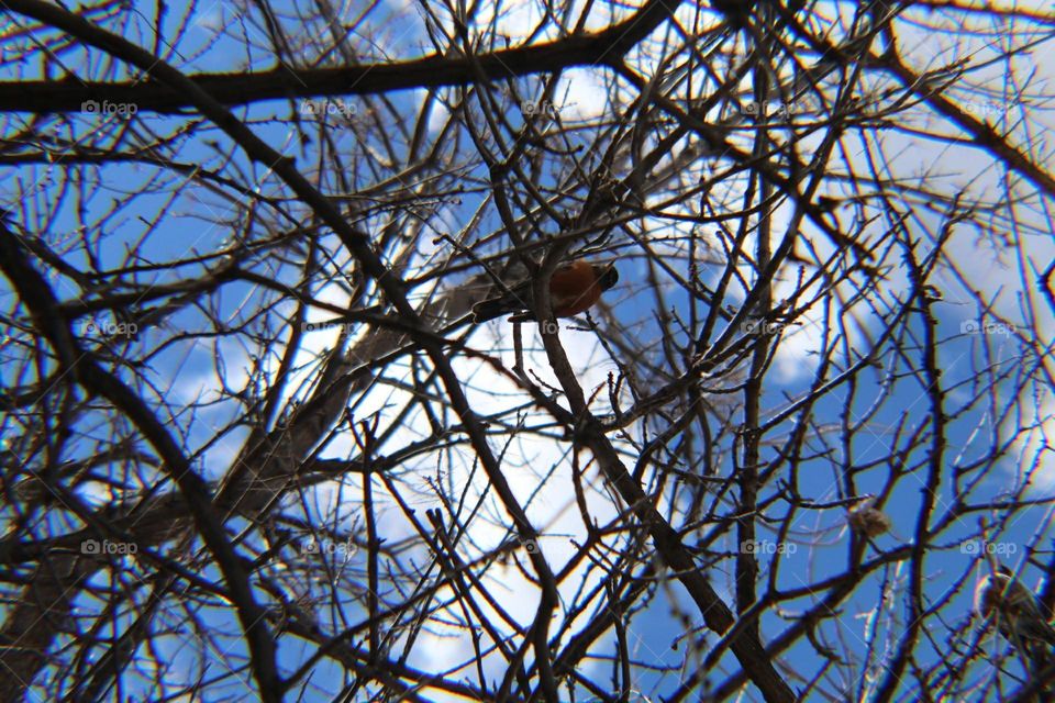 tangle of branches