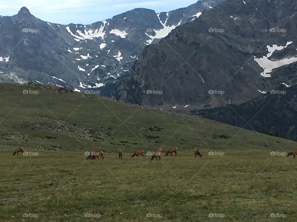 Elk - Rocky Mountain National Park
