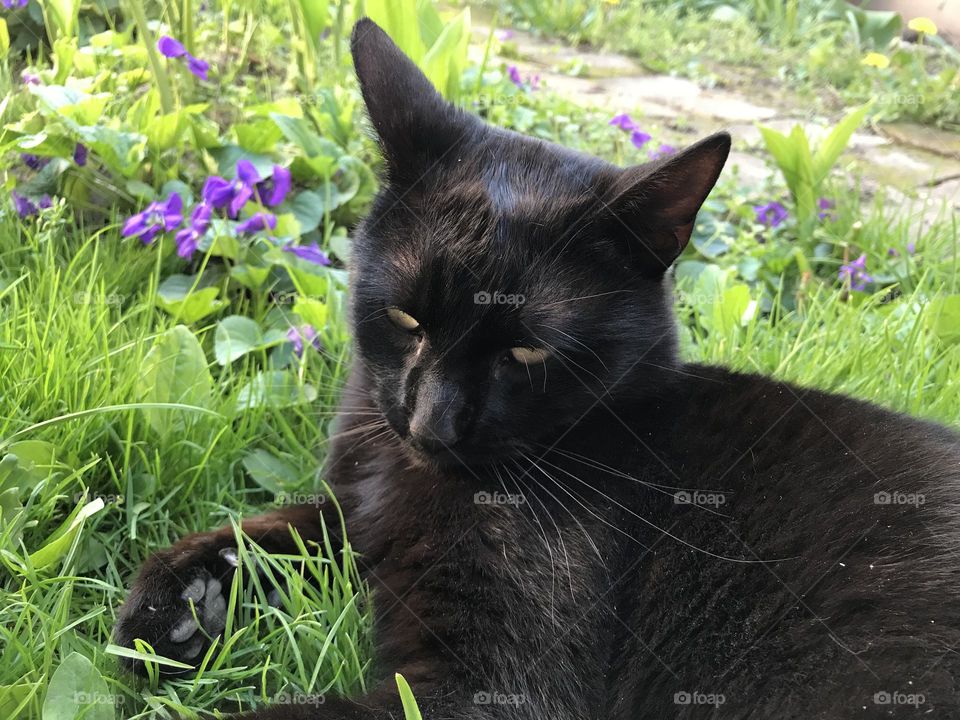 Black cat enjoying springtime
