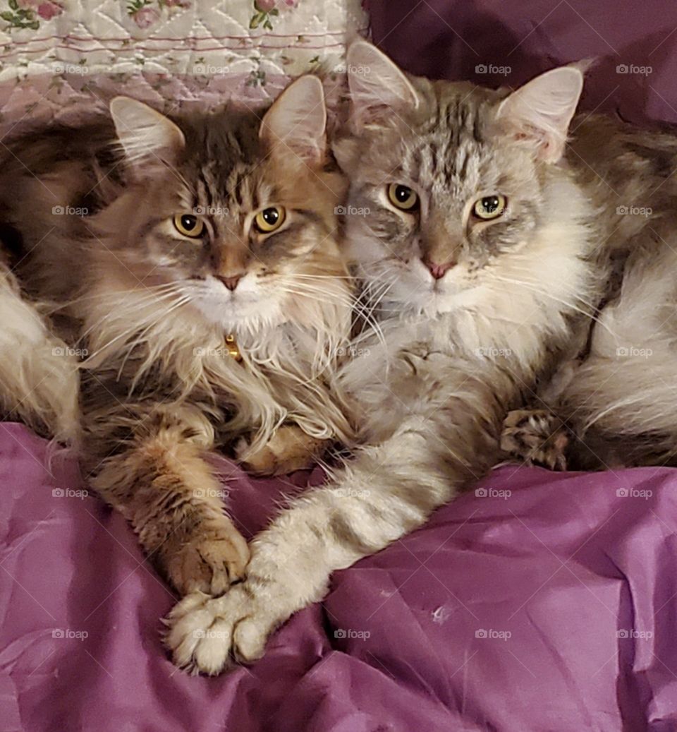 Two cats on a bed with their paws forming a heart