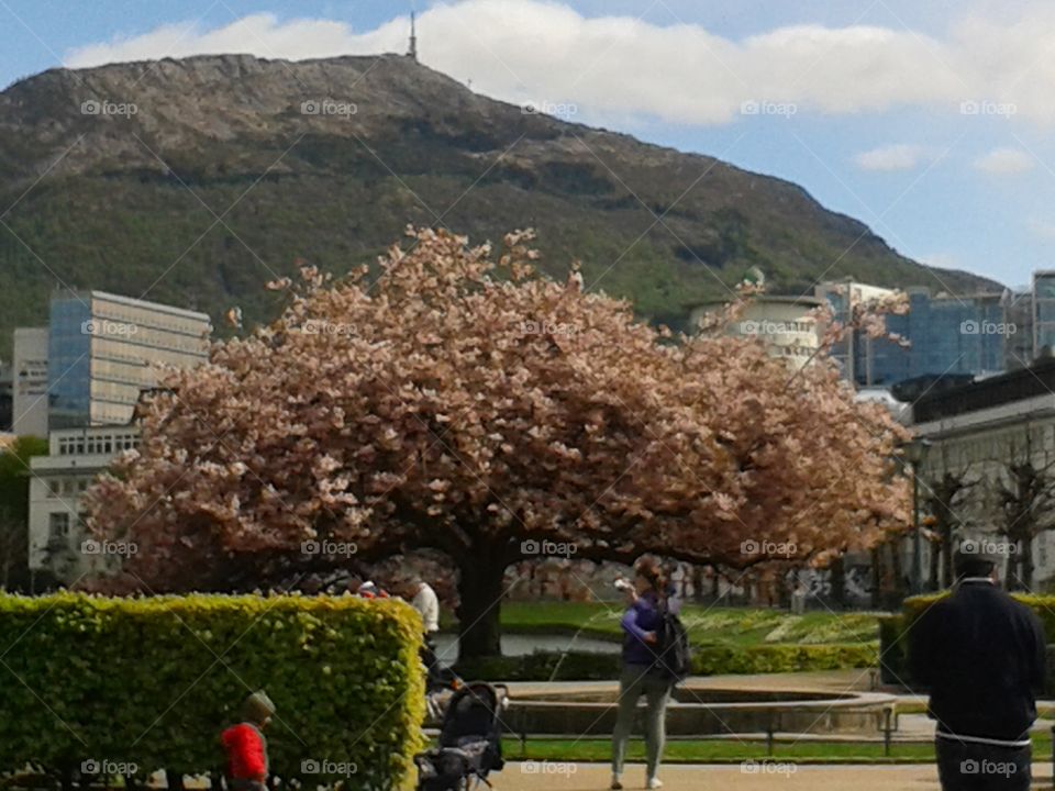 Sakura i Bergen