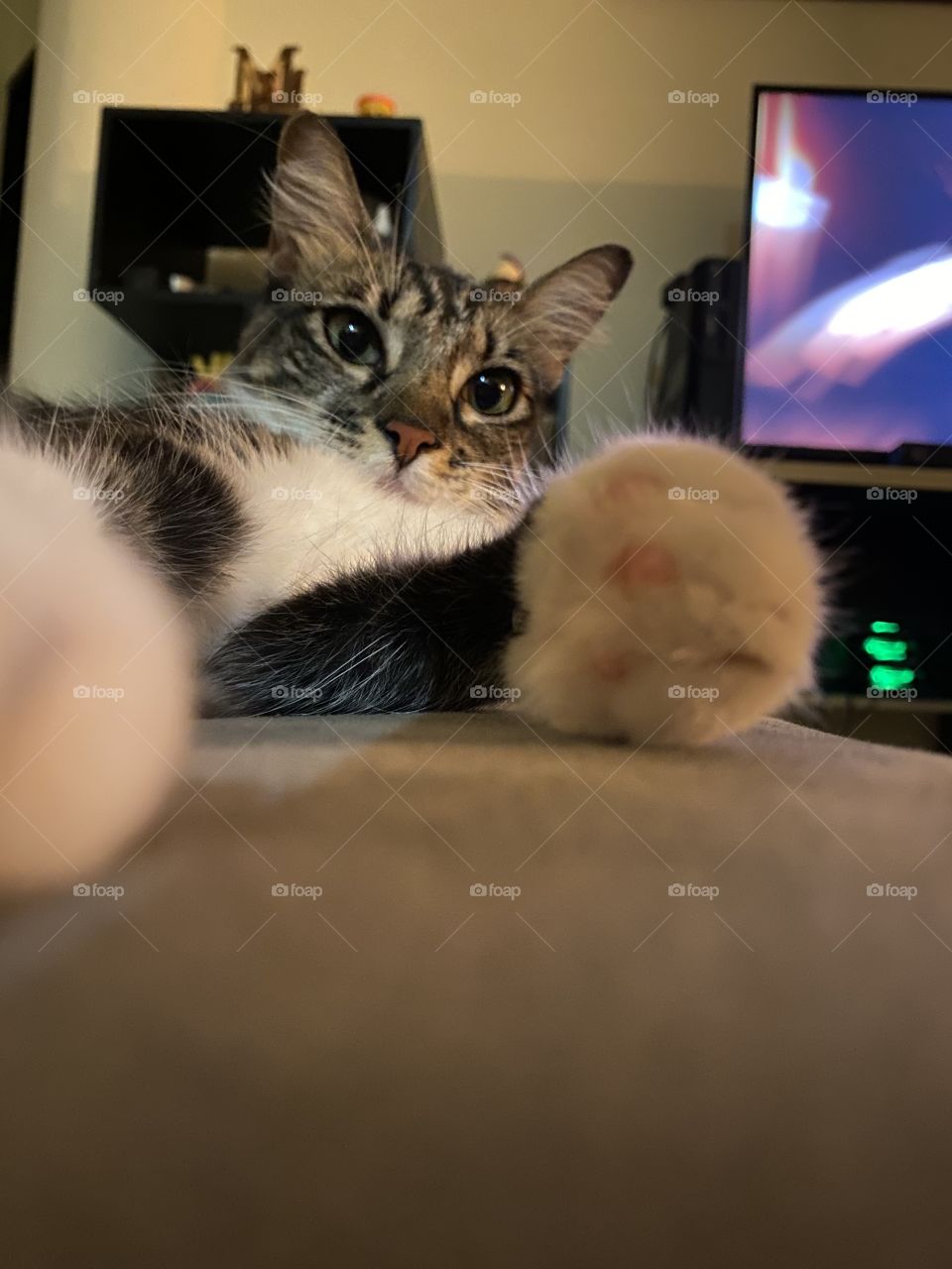 Cat resting on the couch 