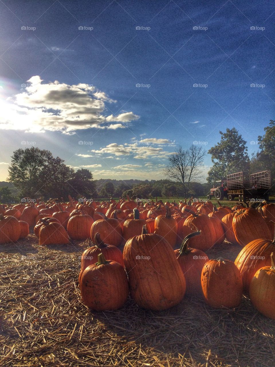 Sunday's in October . Something about a chilly, sunny Sunday in October satisfies my soul.  