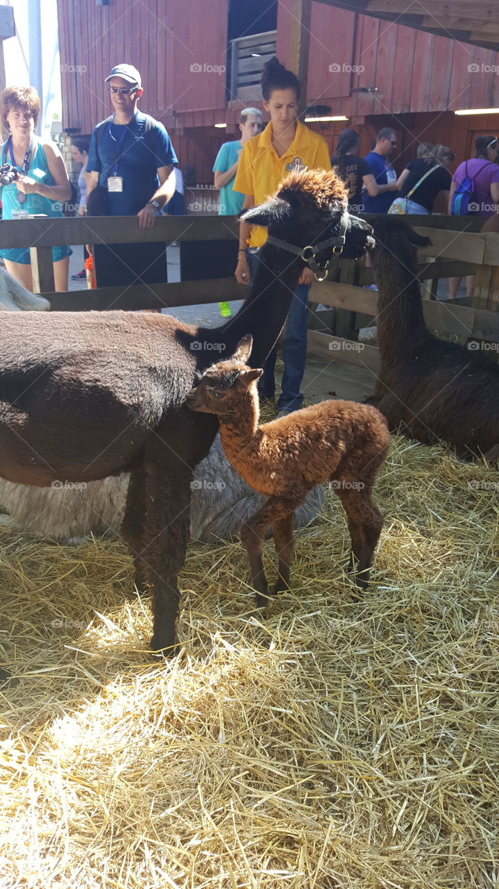 mother and baby alpaca