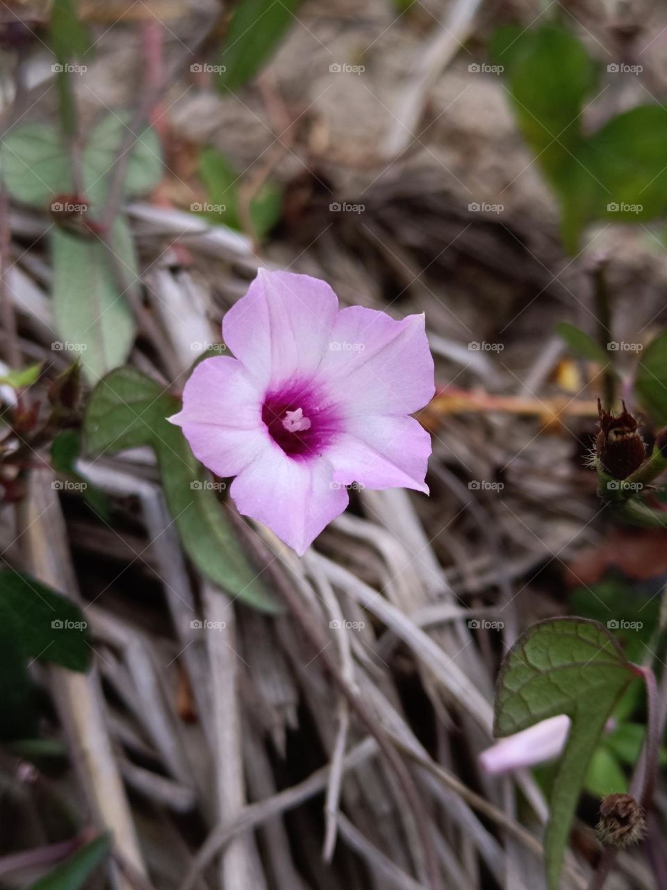 Ipomoea triloba