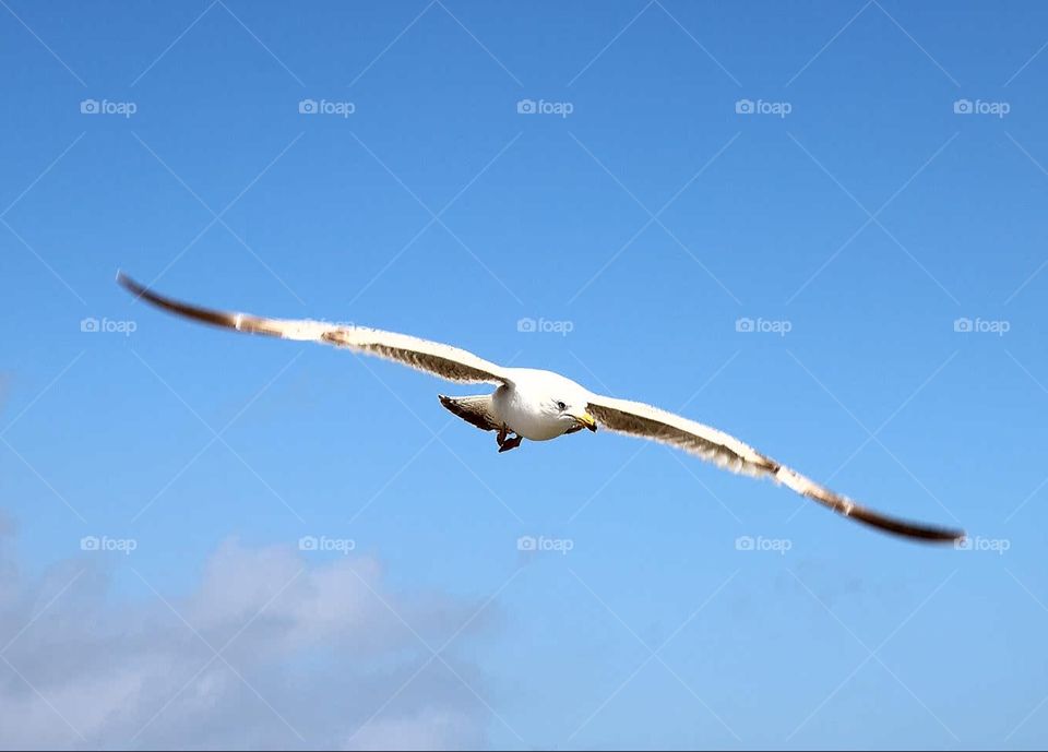 Seagull in flight