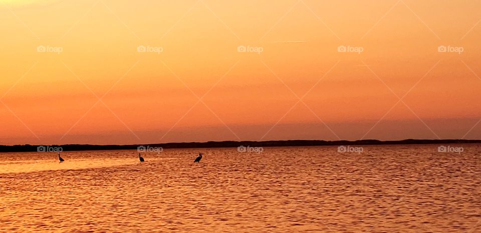 Sea, ocean, nature, herons, birds, nature, sunset, New Brunswick, Parlee beach