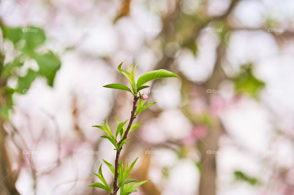 The beginning of beautiful and colourful blossom. A young bud of peach blossom.