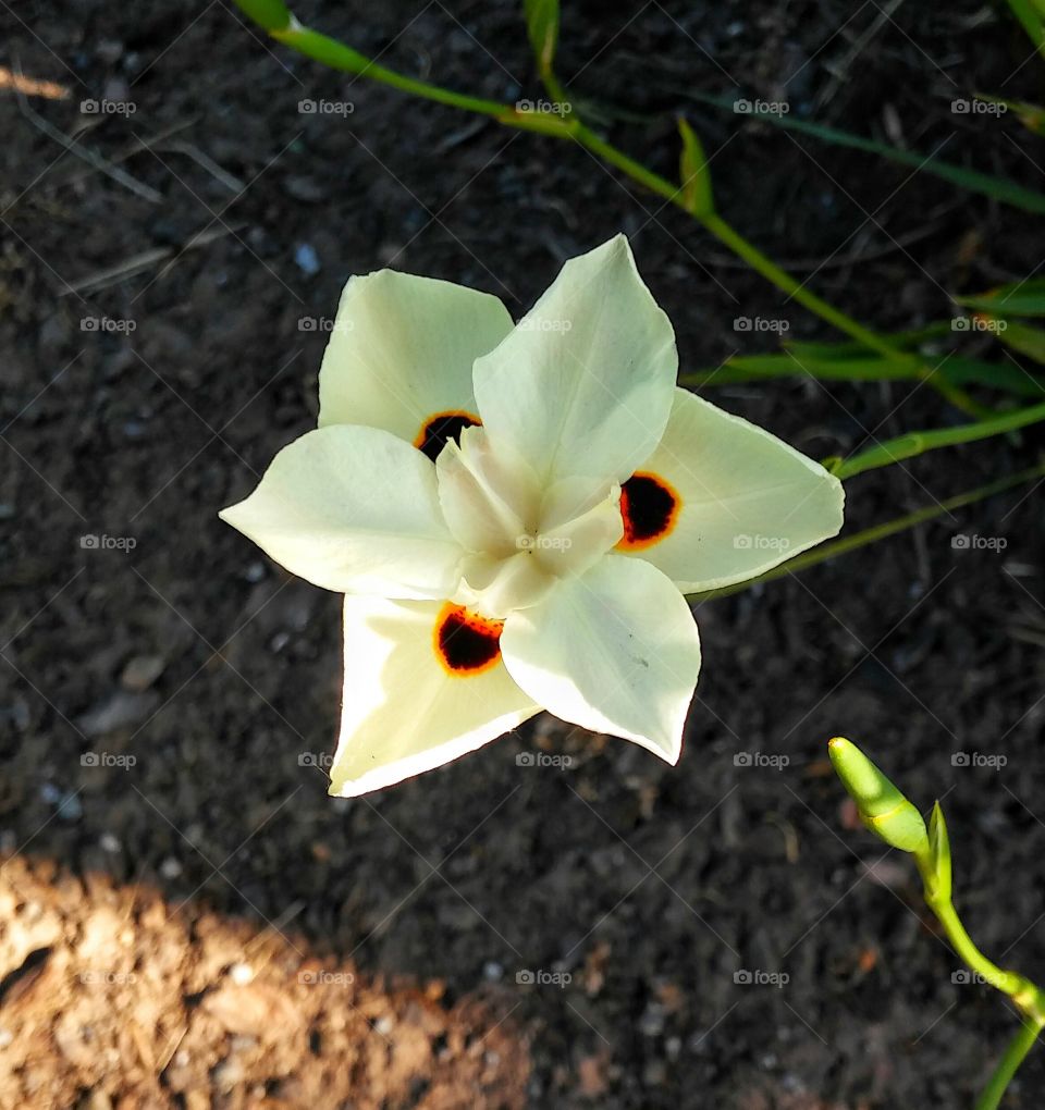 Flower, No Person, Nature, Flora, Garden