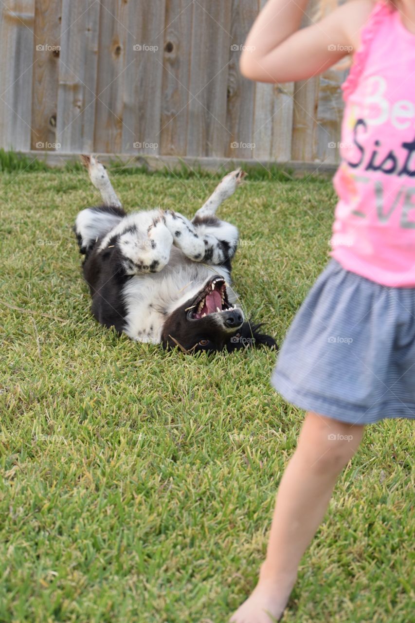 Family pet . Happy dog after spending time with family 