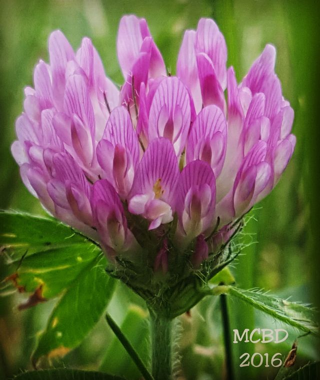 Purple Weed Flower