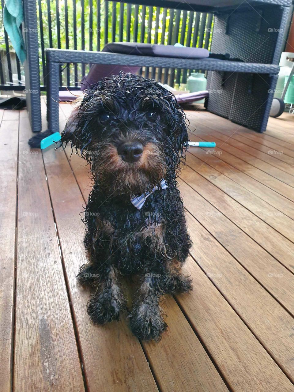 wet dog