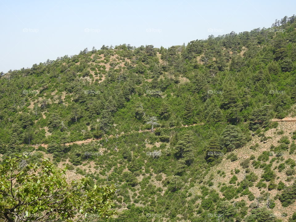 cedar forest in Morocco