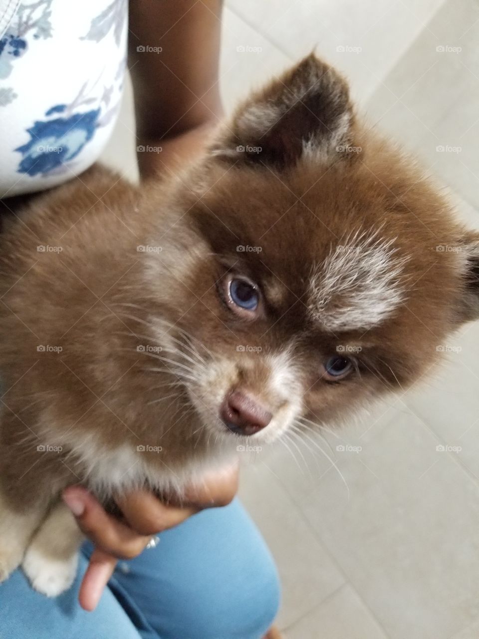 blue eyed husky puppy, sitting happy puppy, blue eyes, brown and white puppy, calm puppy