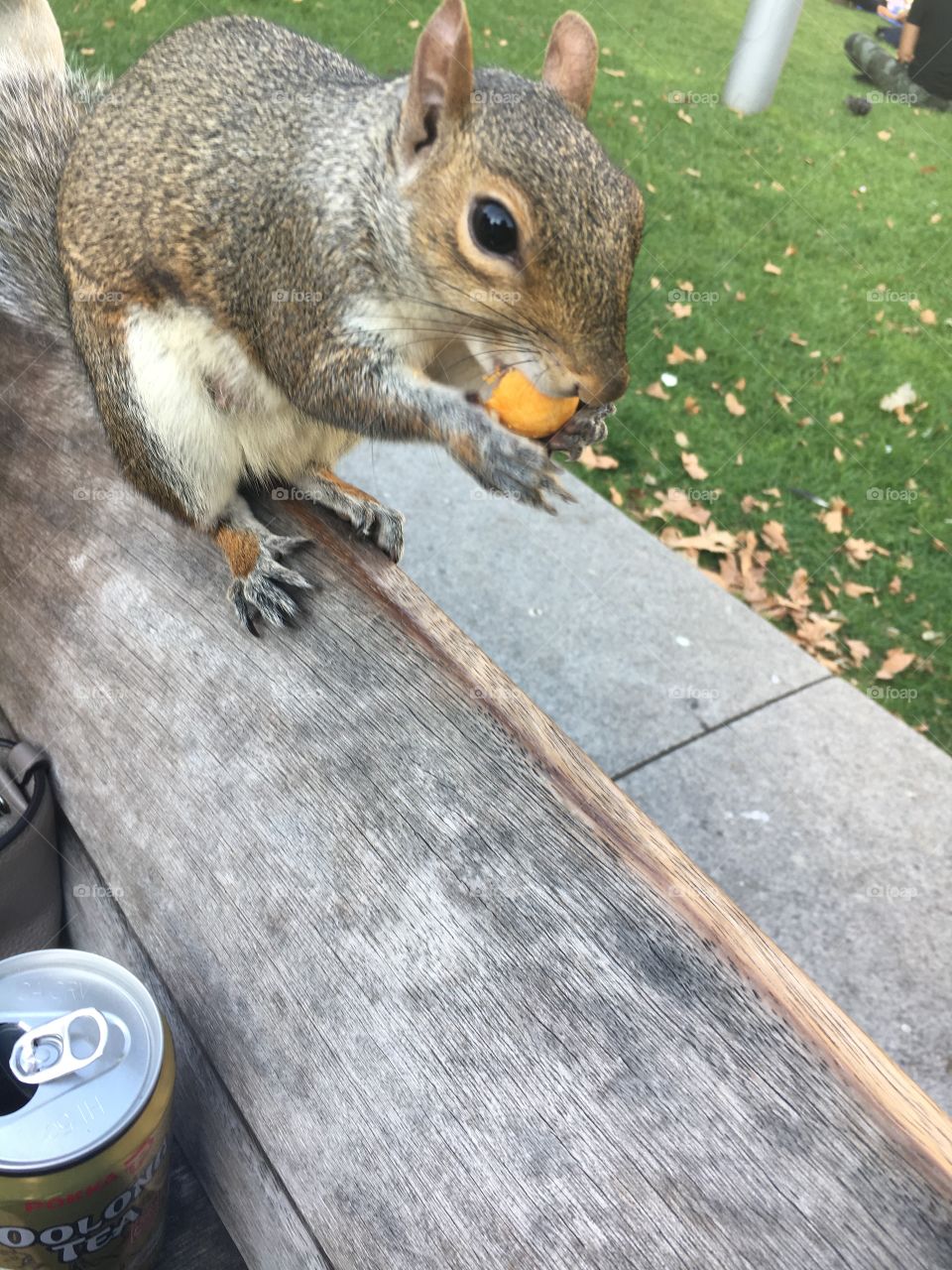 Just a normal day with a random hungry squirrel 