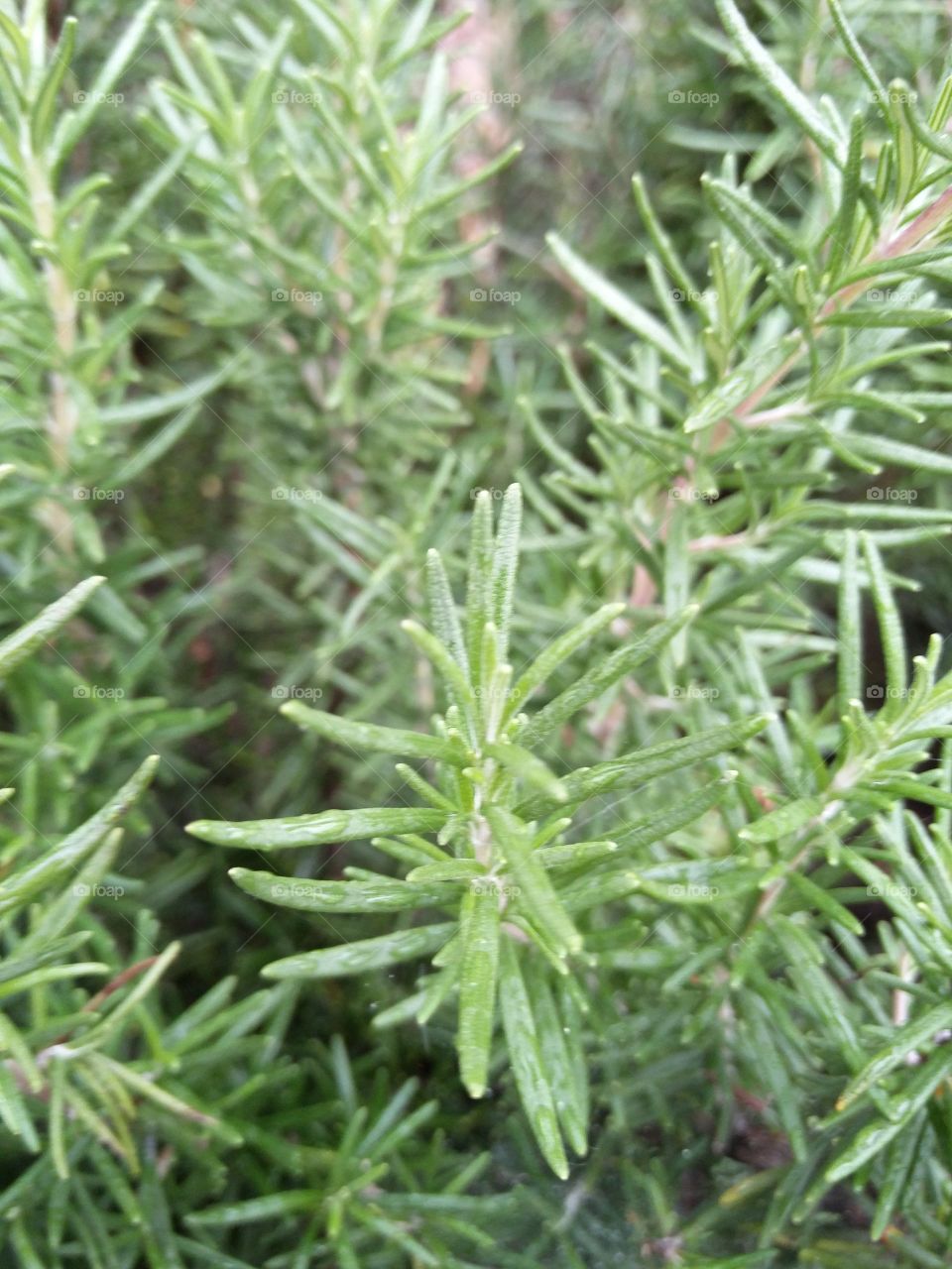 rosemary