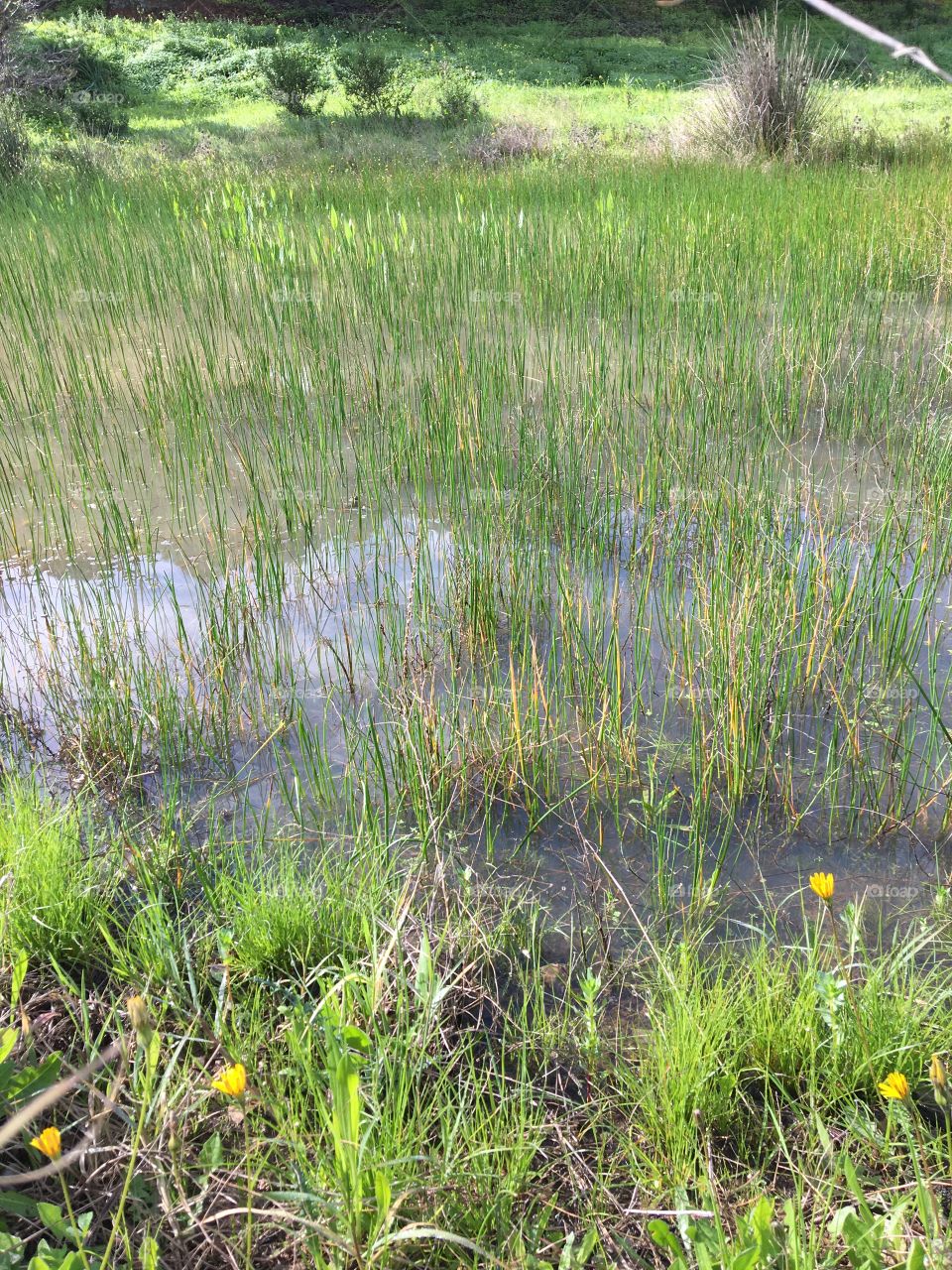 Momentary pond with grass