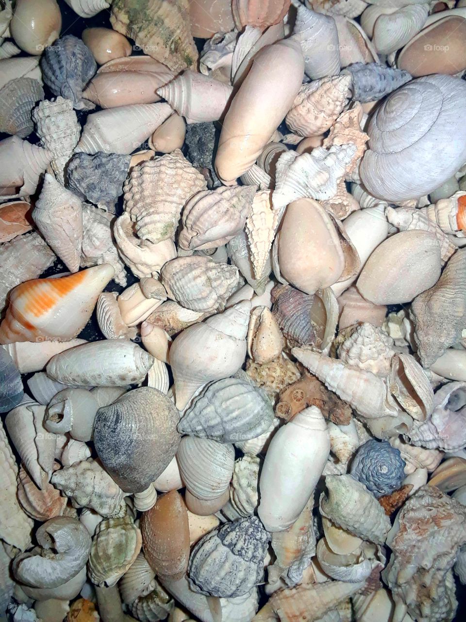 more pretty seashells