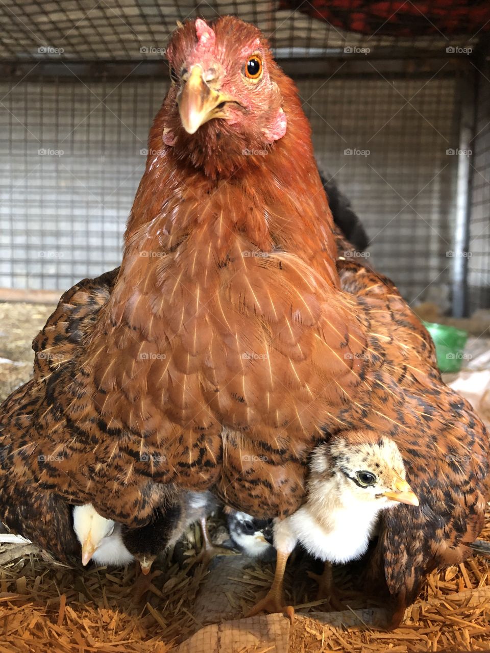 Hen and chicks