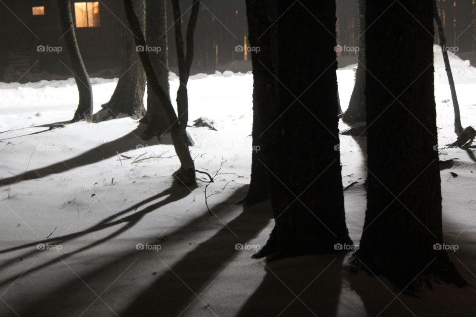 Tree shadows on the snow