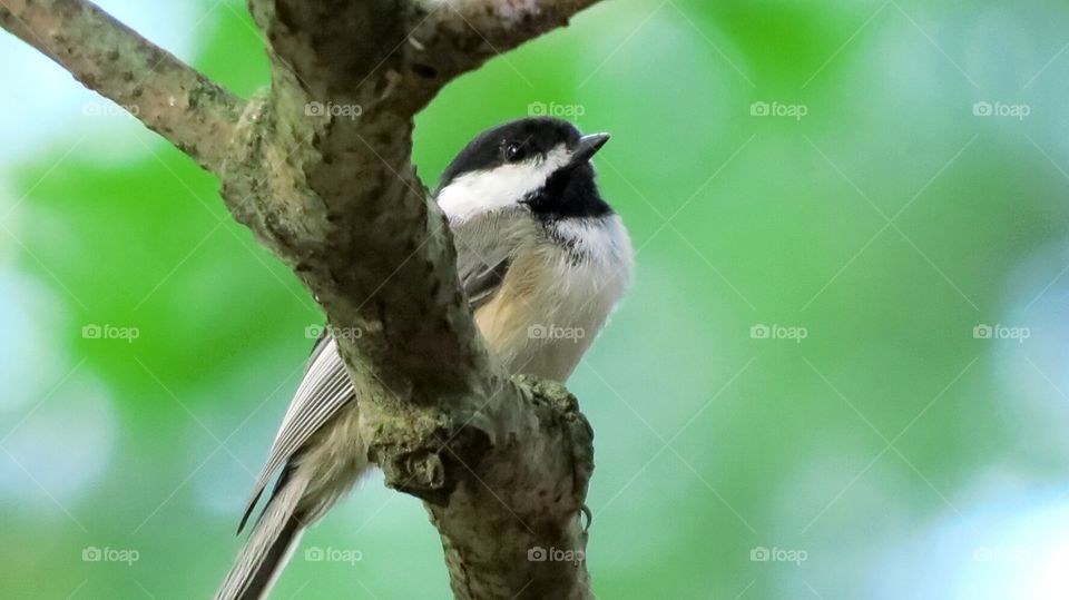 Chickadee rests for a second