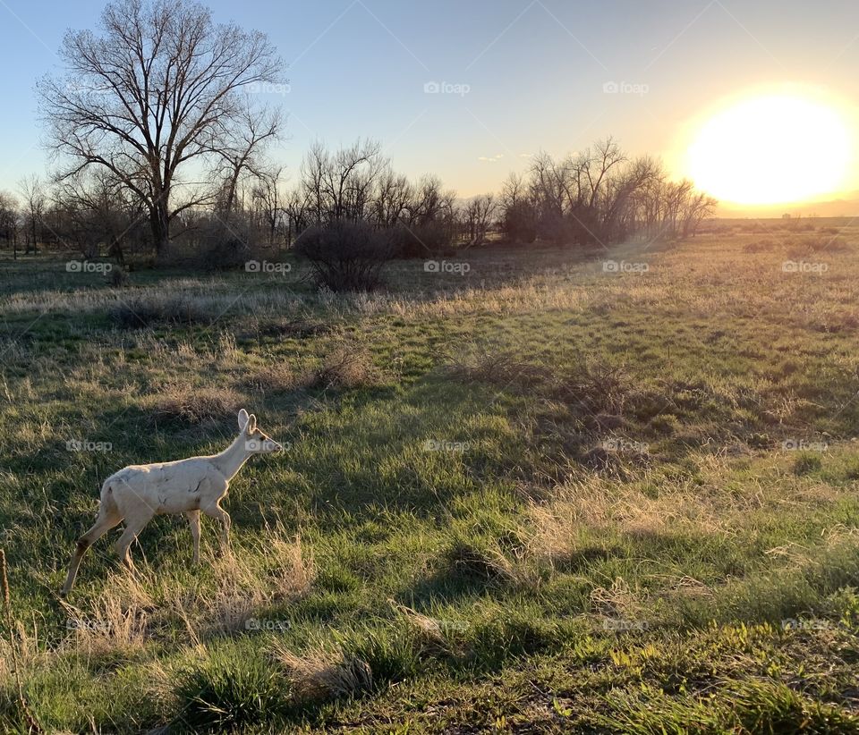 White deer in a field at sunset. Rural setting.