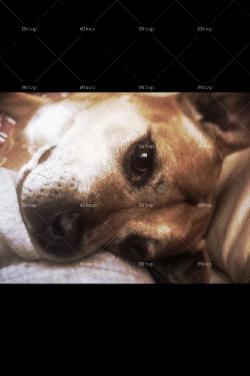 Doggy 