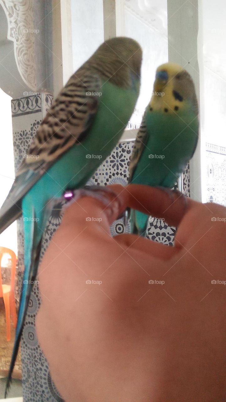 A parrot looks at the reflection of its image in the mirror.