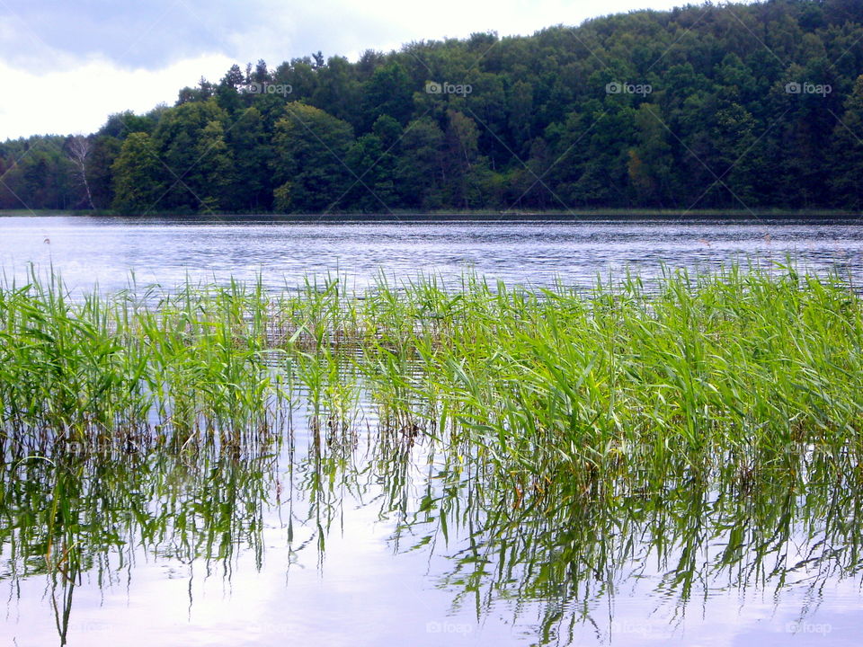 Reed growing in the lake