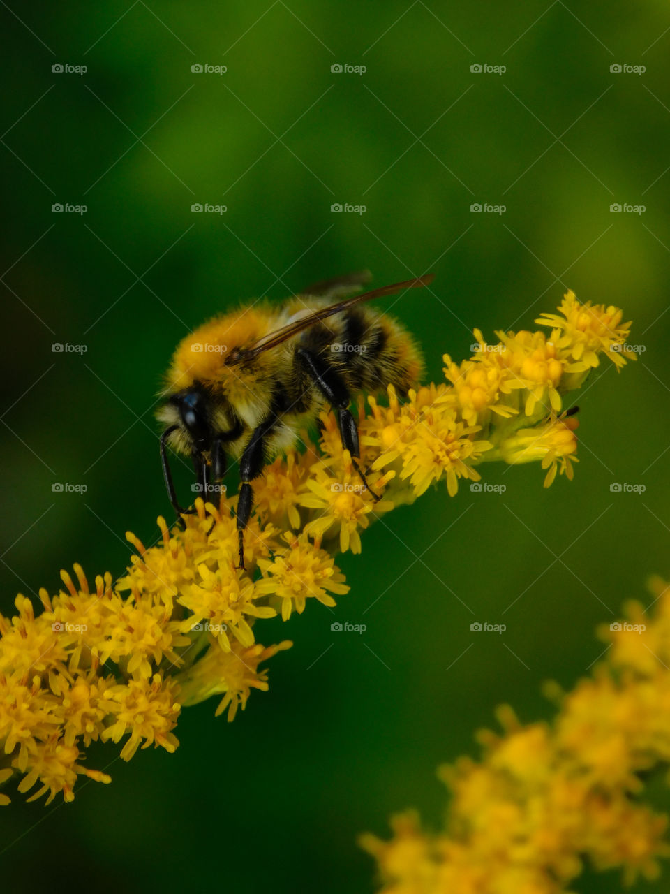 bee on goldenrod inflorescence
