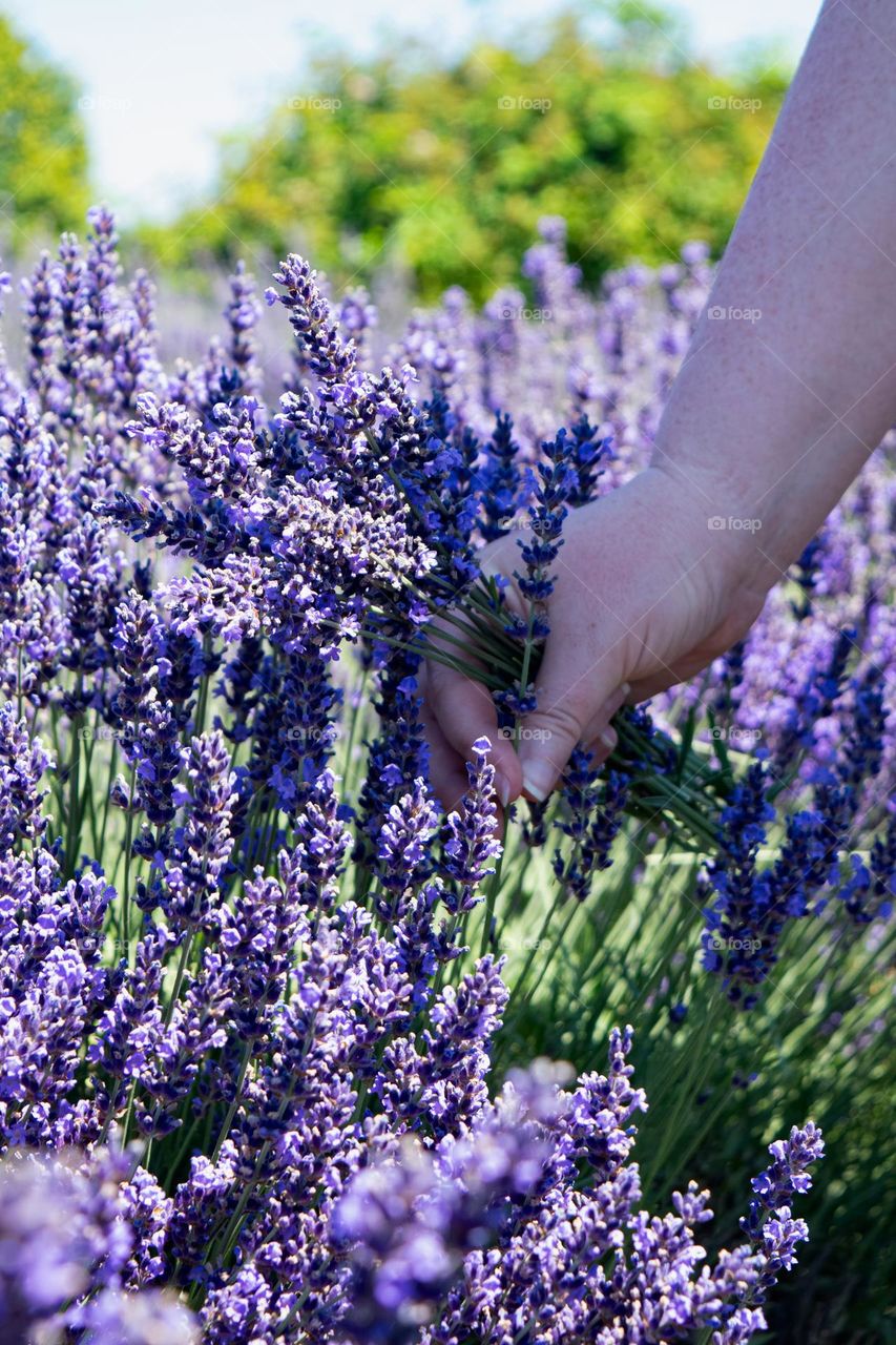 hand picking purple flowers in an Oregon lavender farm field on a bright Summer day