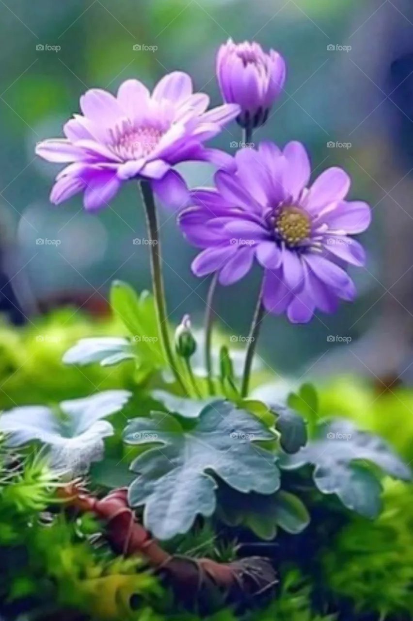 flowers