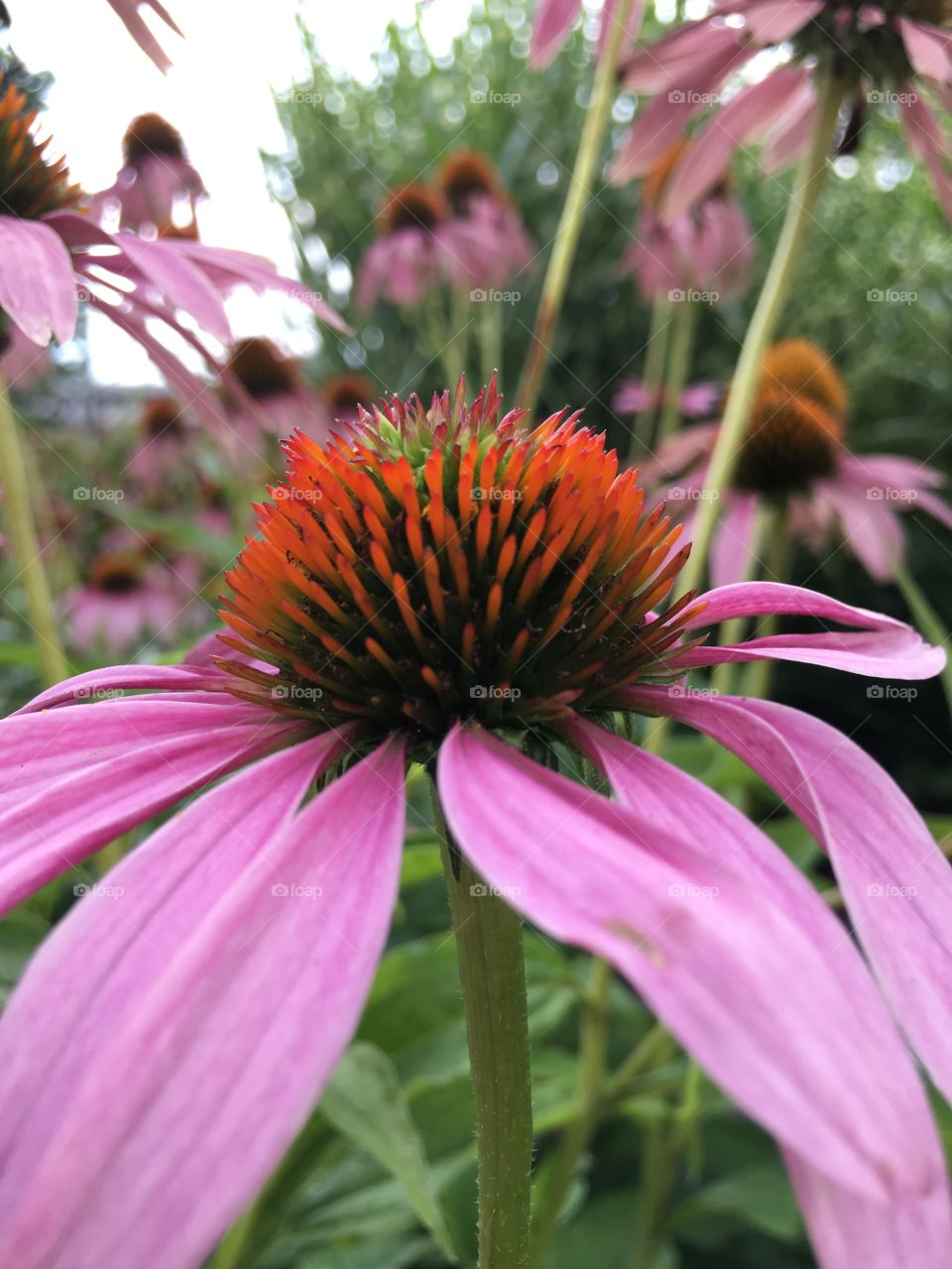 Cone flowers