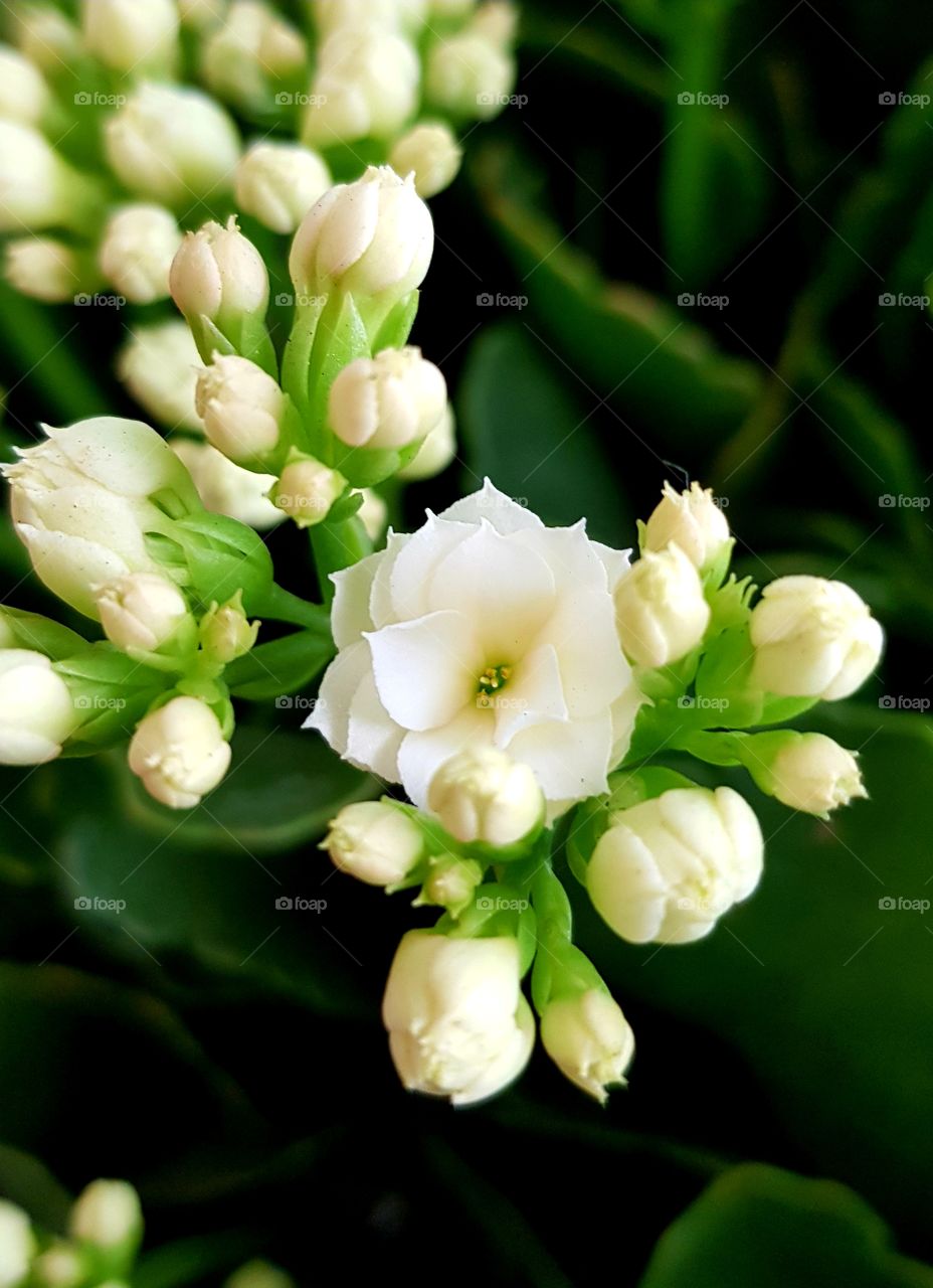 White flower