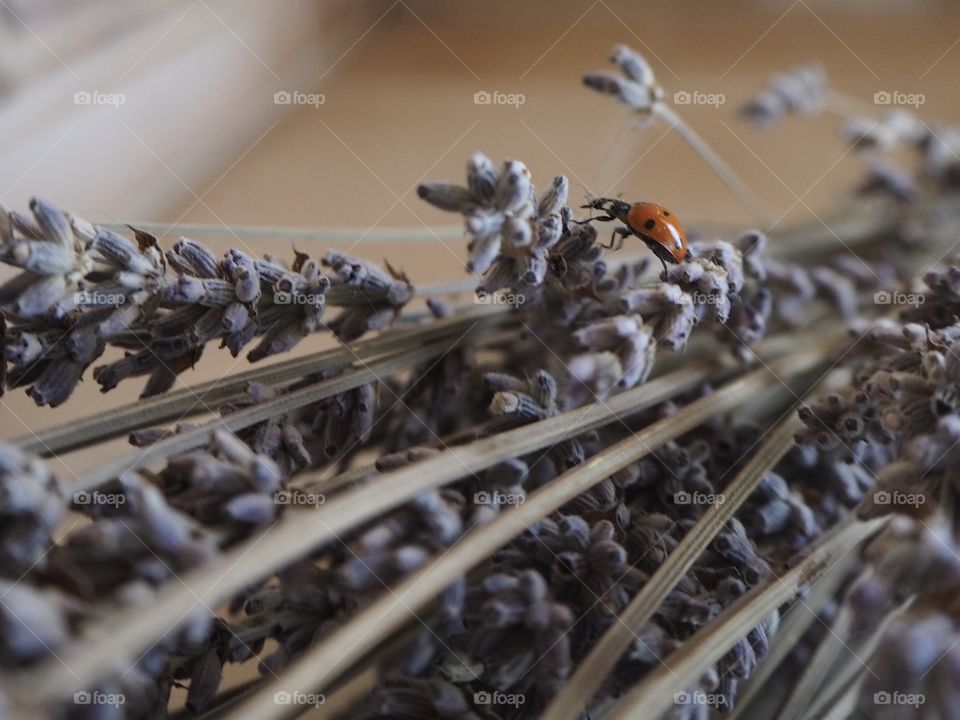 Ladybug and lavander