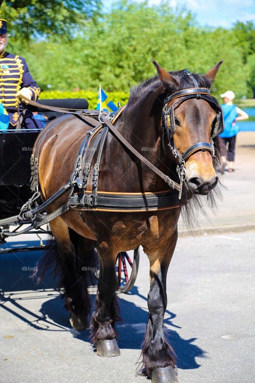 Horse . Arbetshäst