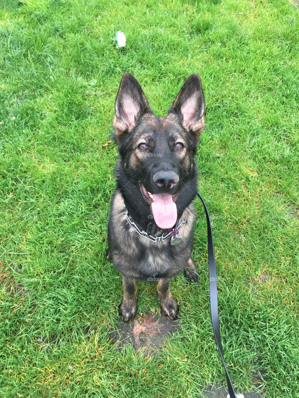 Sitting German Shepherd on grass