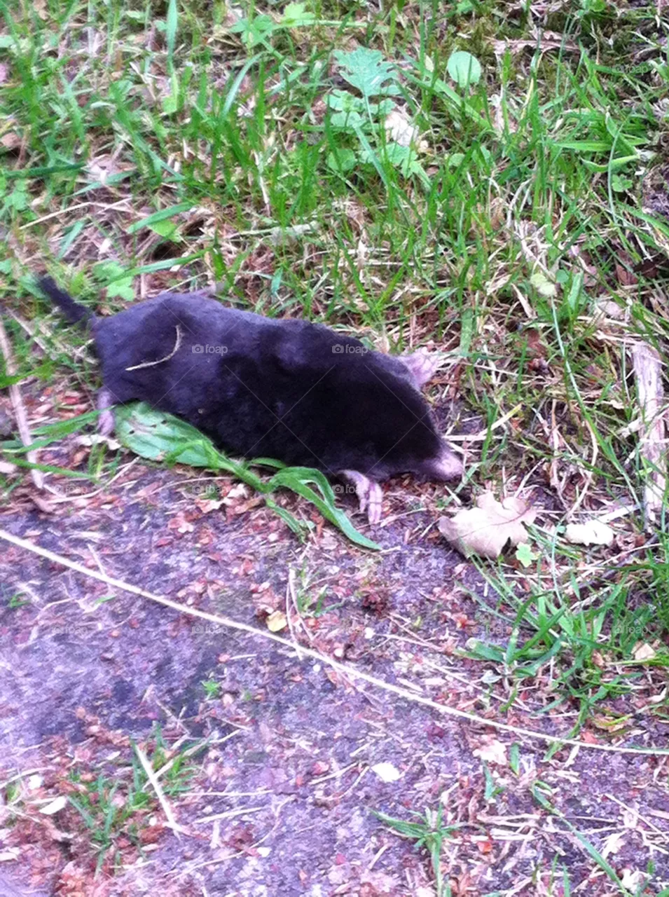 Mole rat