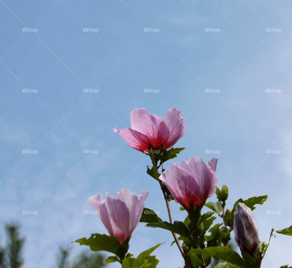 Beautiful flowers through blue sky