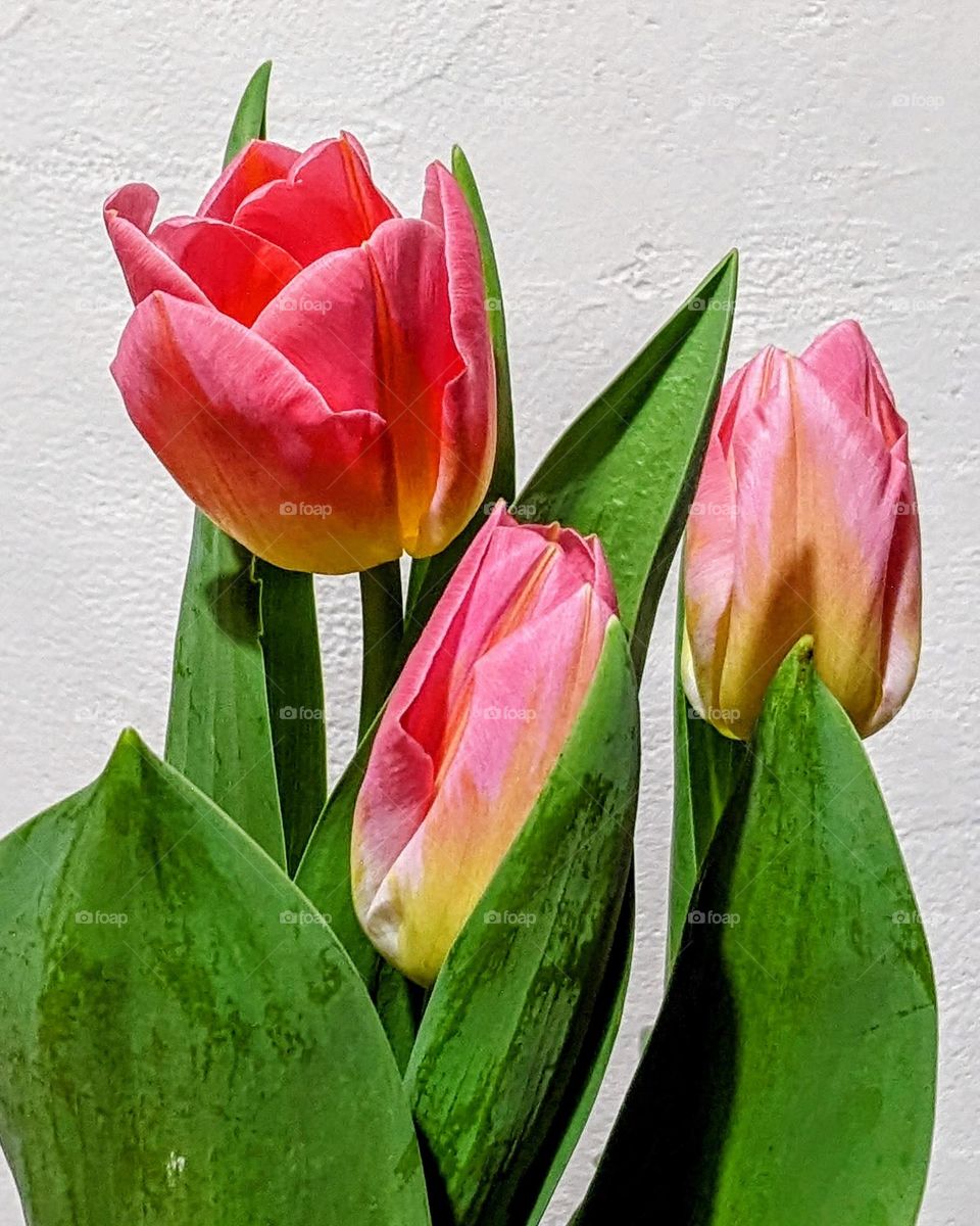 Pink tulips