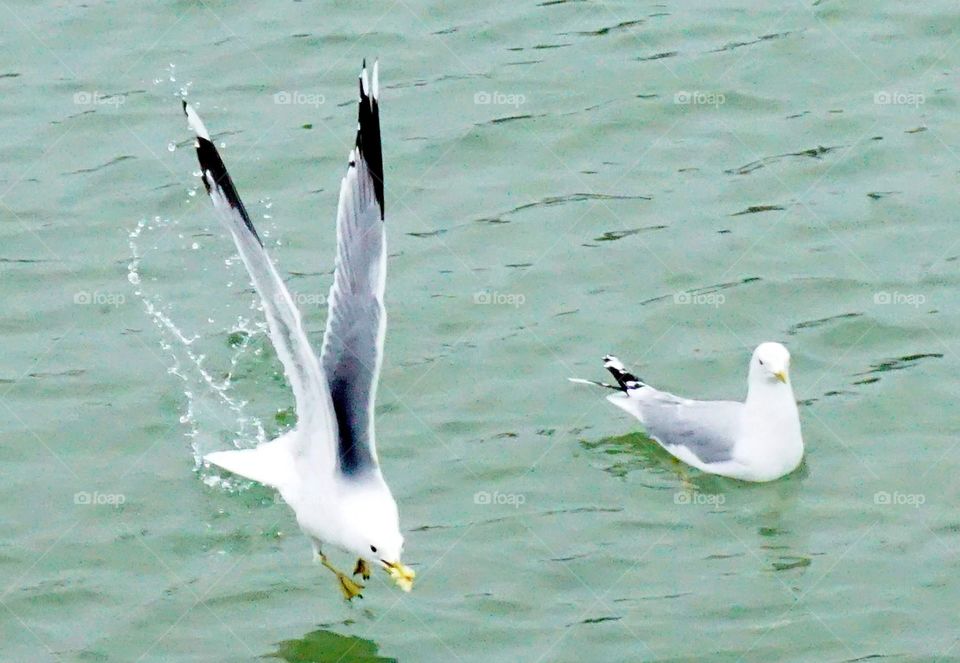 Mahlzeit, frisch aus der Ostsee