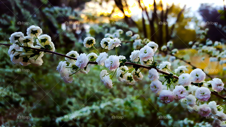 Lovely spirea gracefully leaning in the sunset at Hopeland Gardens.