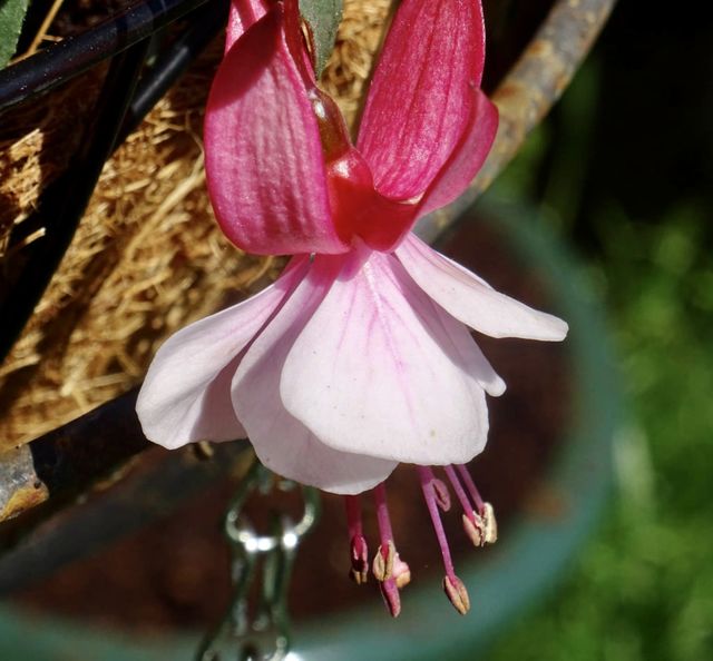 Shades of pink