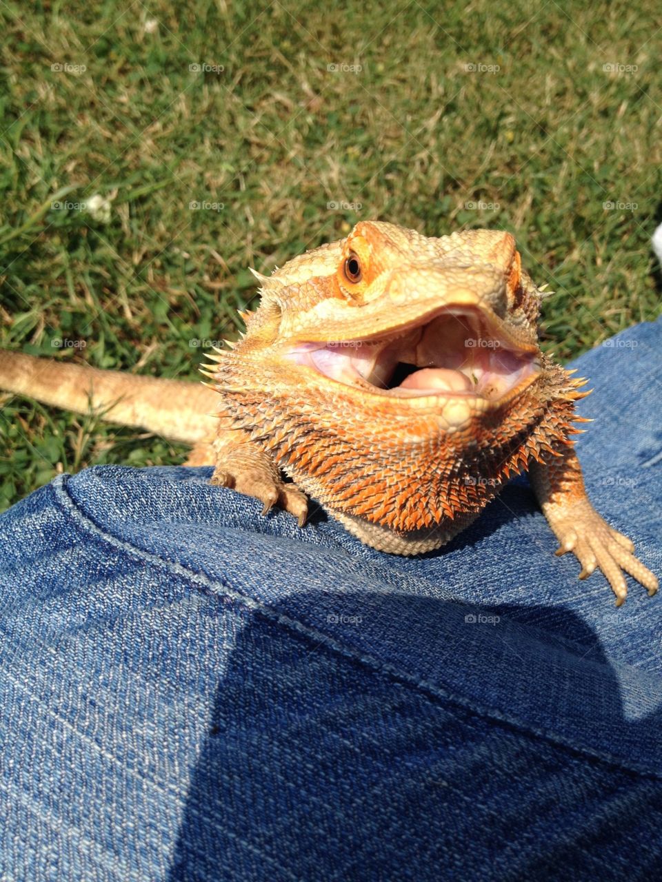 Happy bearded dragon outside