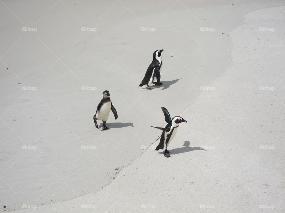 Penguins enjoying Summer on Boulder Beach, South Africa 