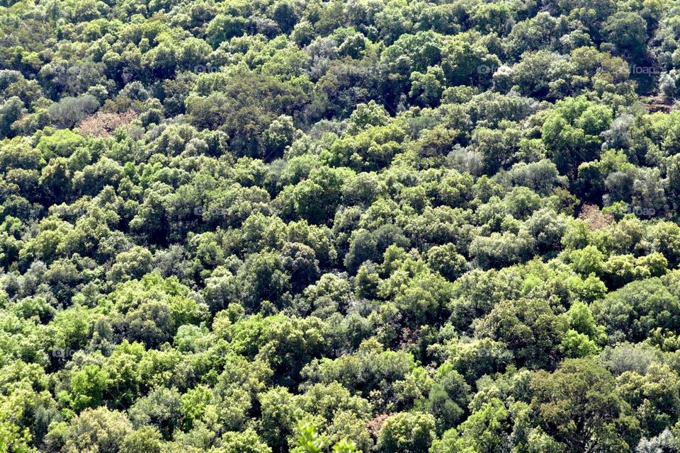 Mediterranean forest upper view