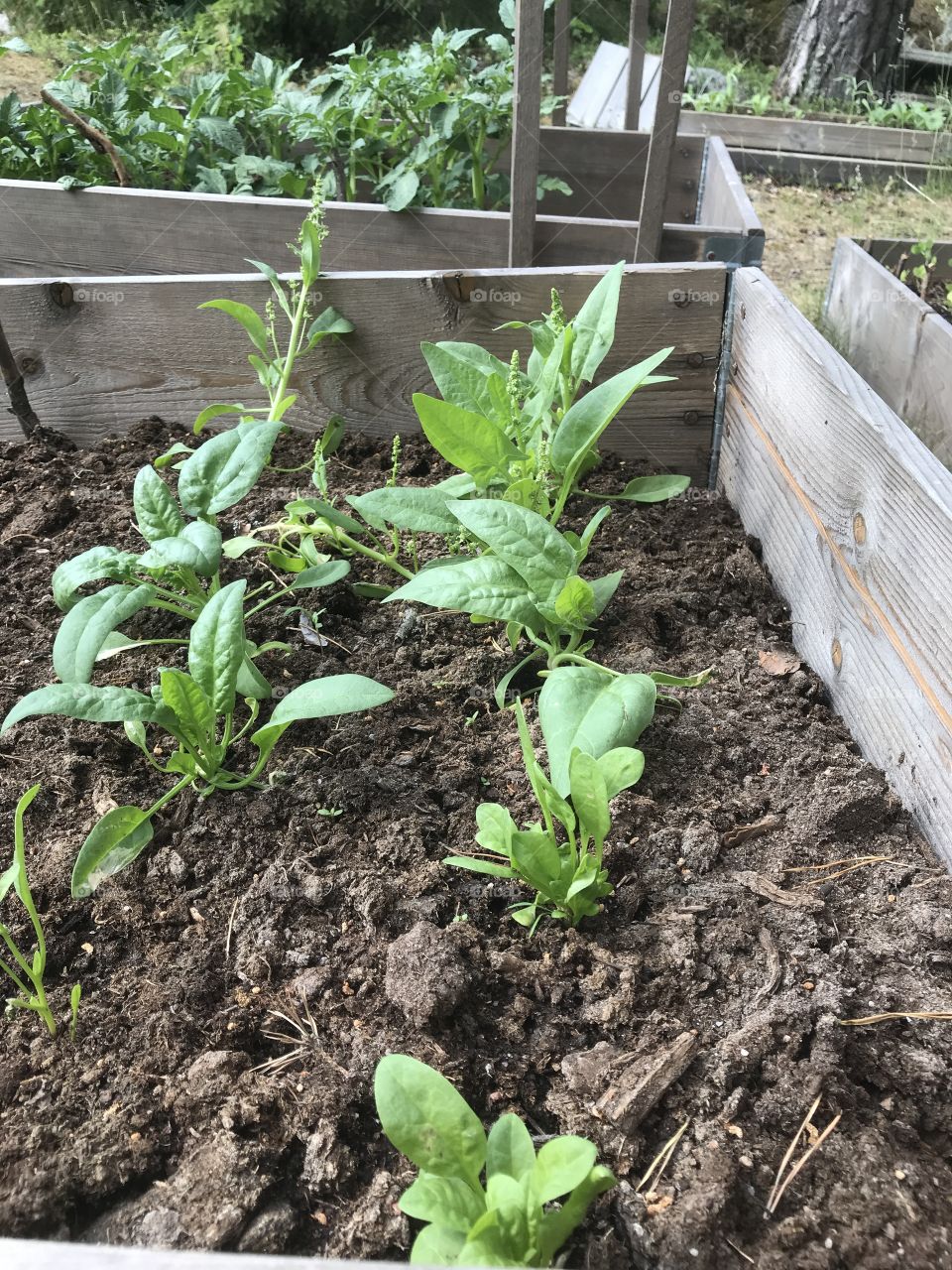 Spinach growing