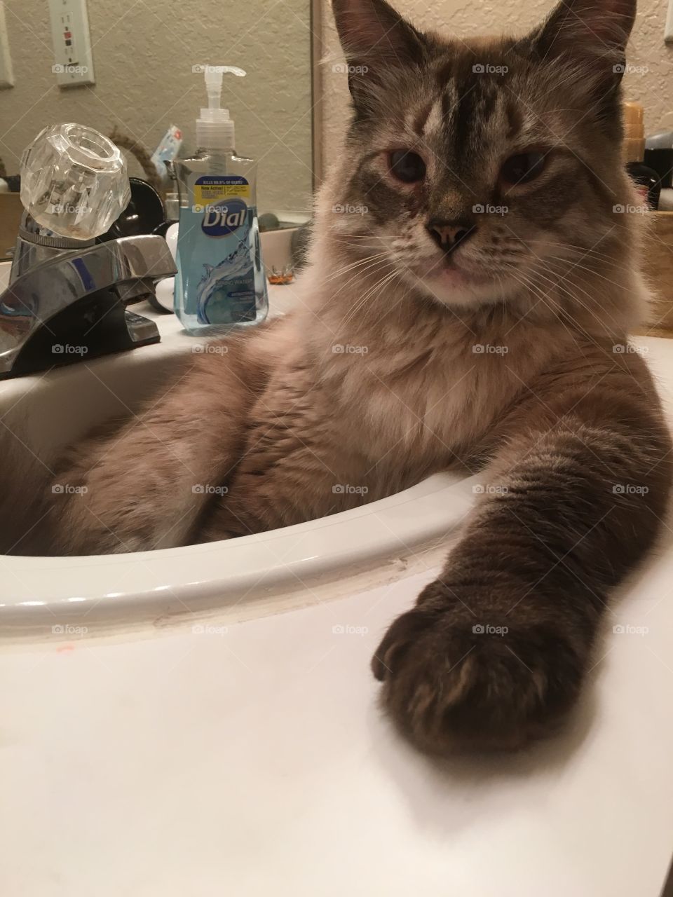 The most interesting cat in the world
