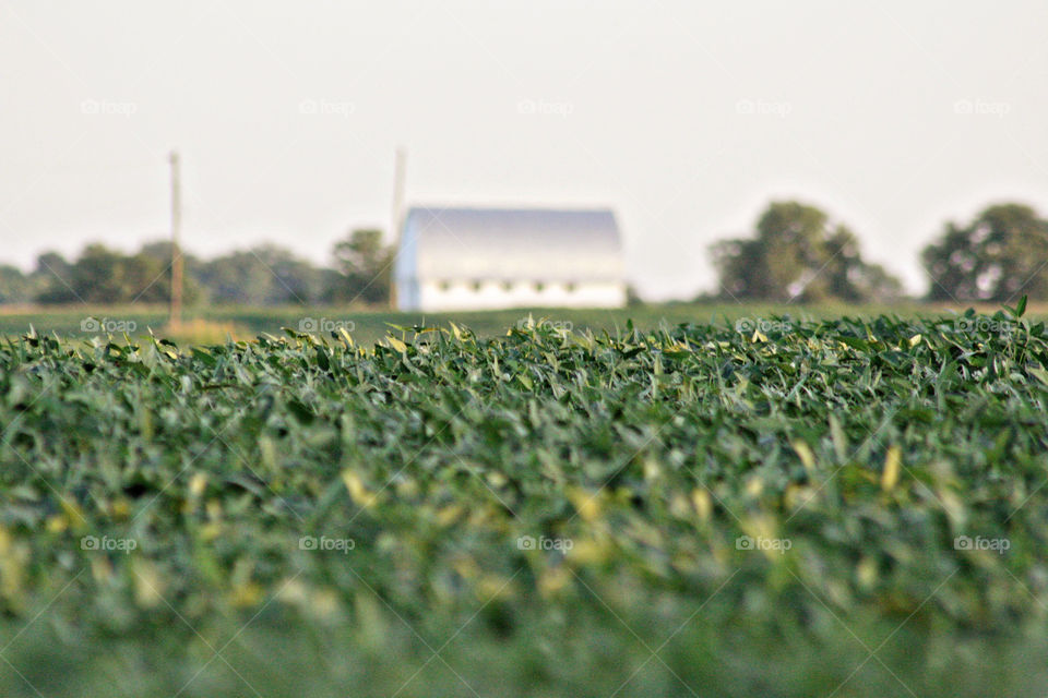 Harvesting beans in the country