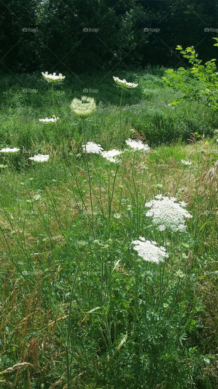 wildflowers- queen anne's lace